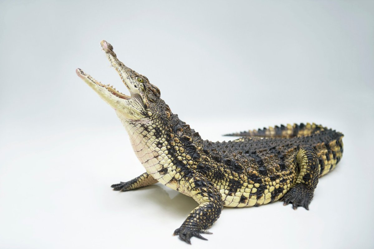 Самый маленький крокодил