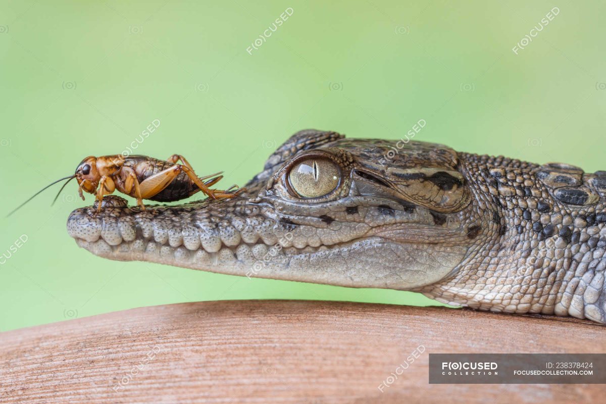 Тупорылый крокодил крокодил