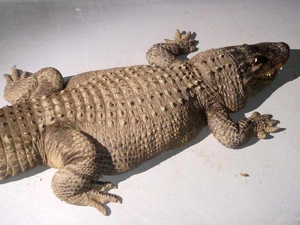 Крокодиловый Кайман домашний