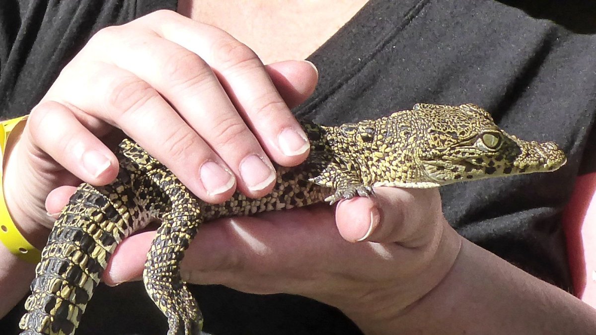 Гладколобый карликовый Кайман