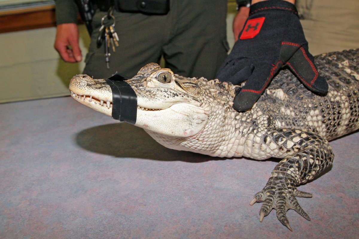 Нильский крокодил детеныш