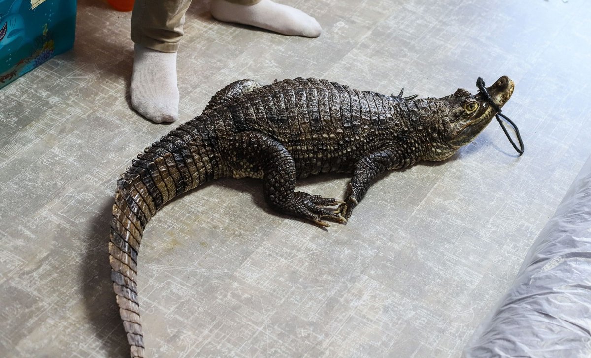 Крокодил здоровается