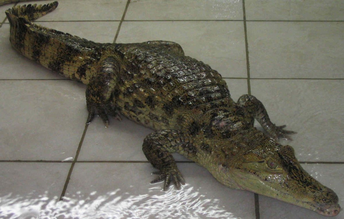 Маленькие крокодильчики