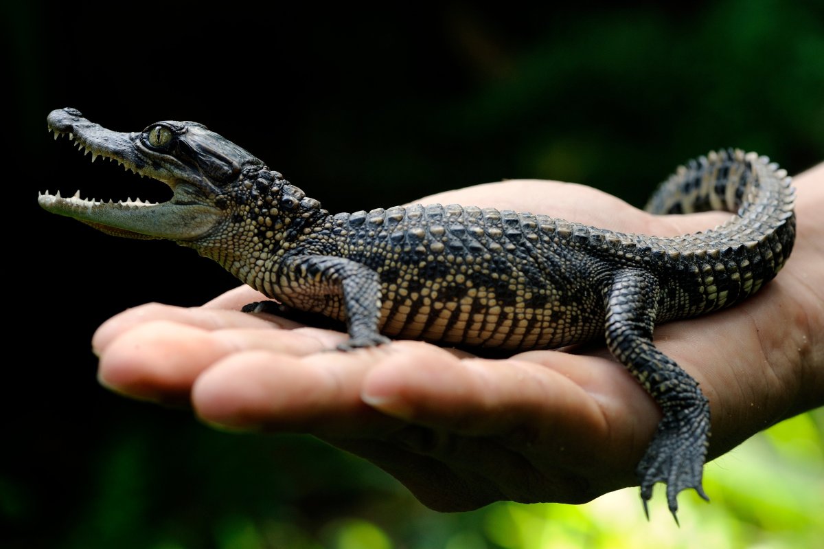 Сиамский крокодил