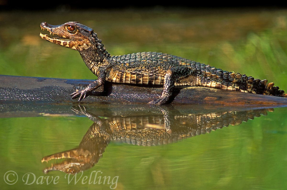 Тупорылый крокодил / Osteolaemus tetraspis