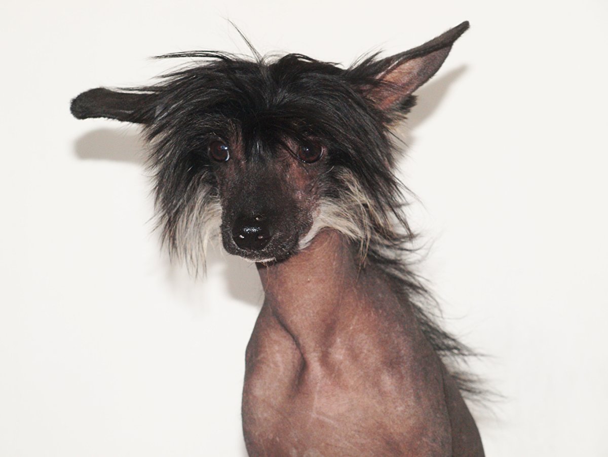 Китайская хохлатая собака злая