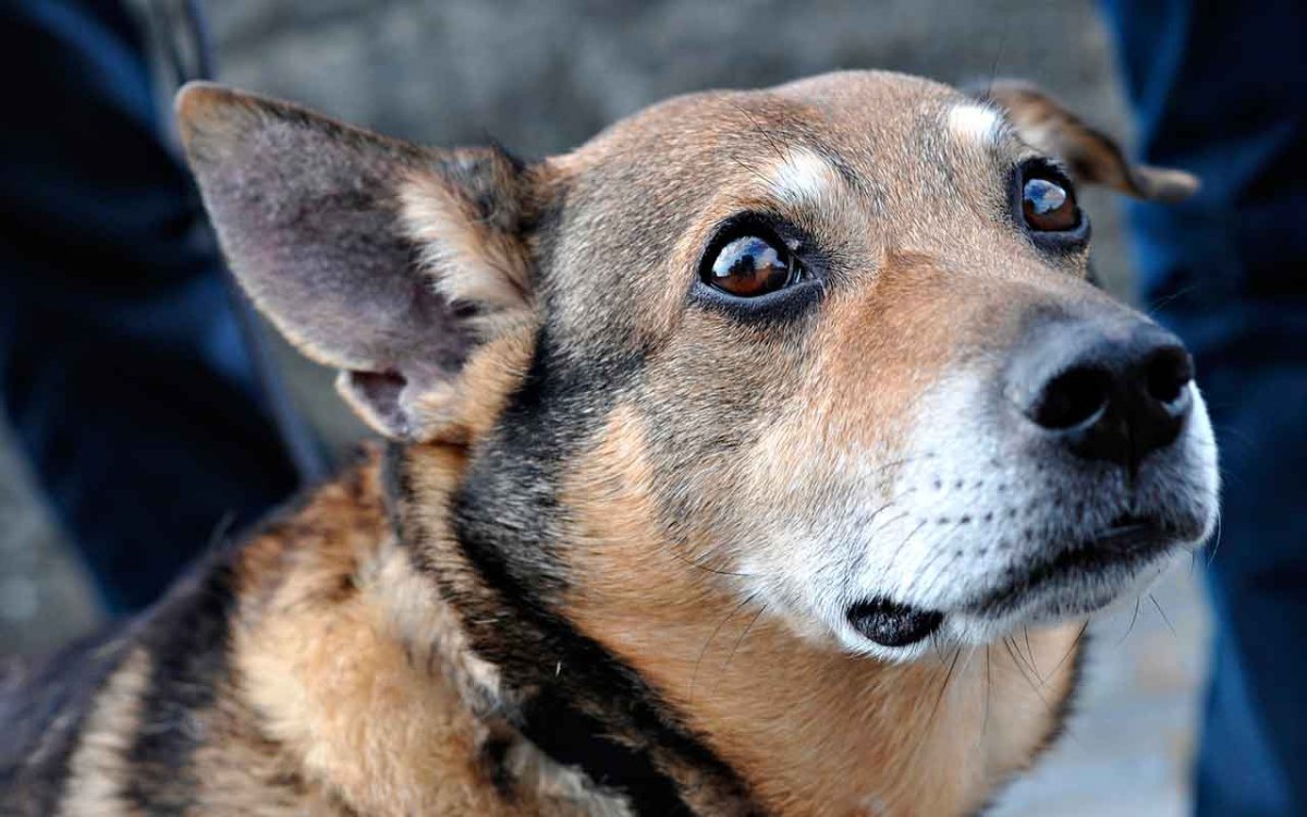 Чихуа китайская хохлатая