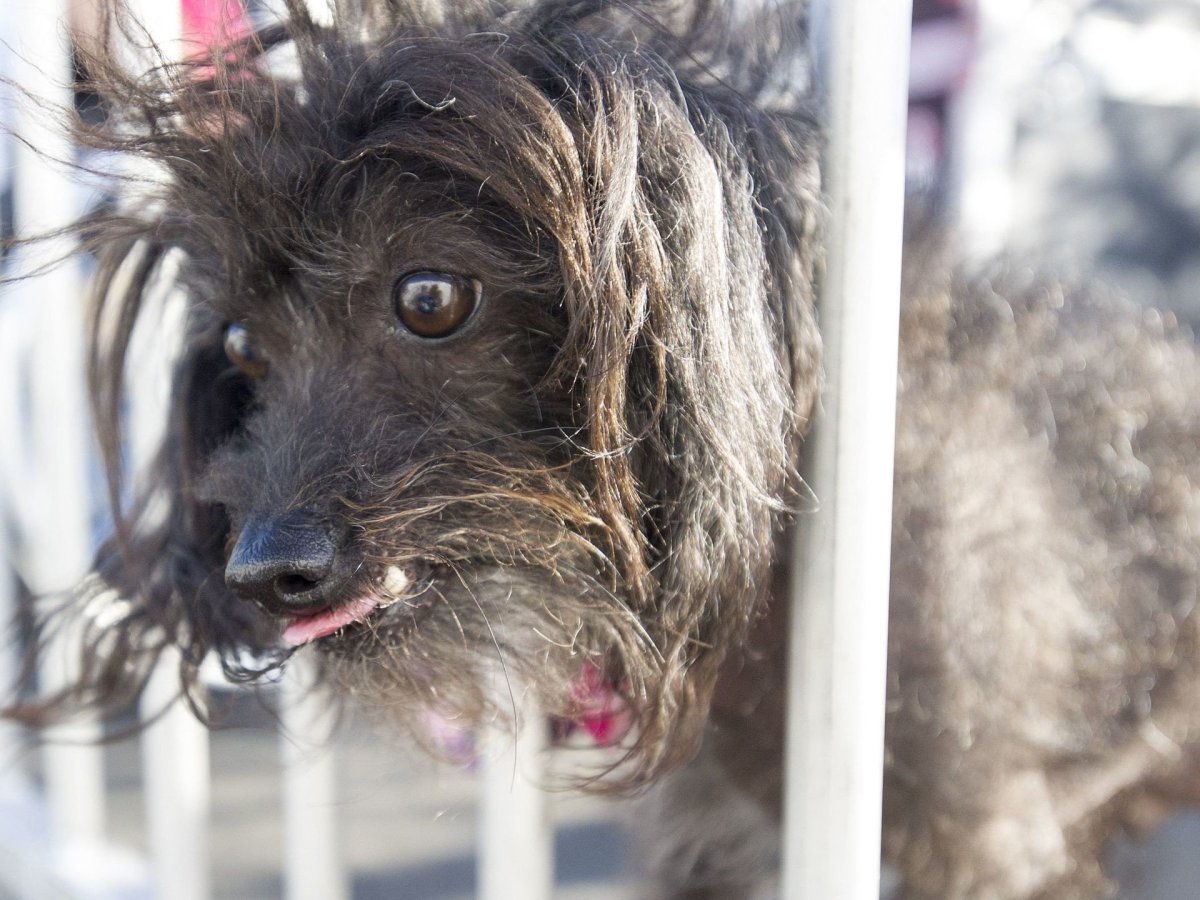 Самая уродливая собака в мире китайская хохлатая