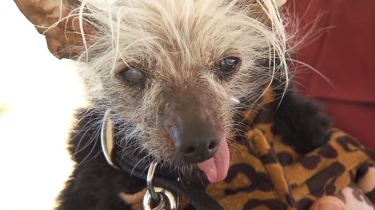 Собака сутулая китайская хохлатая