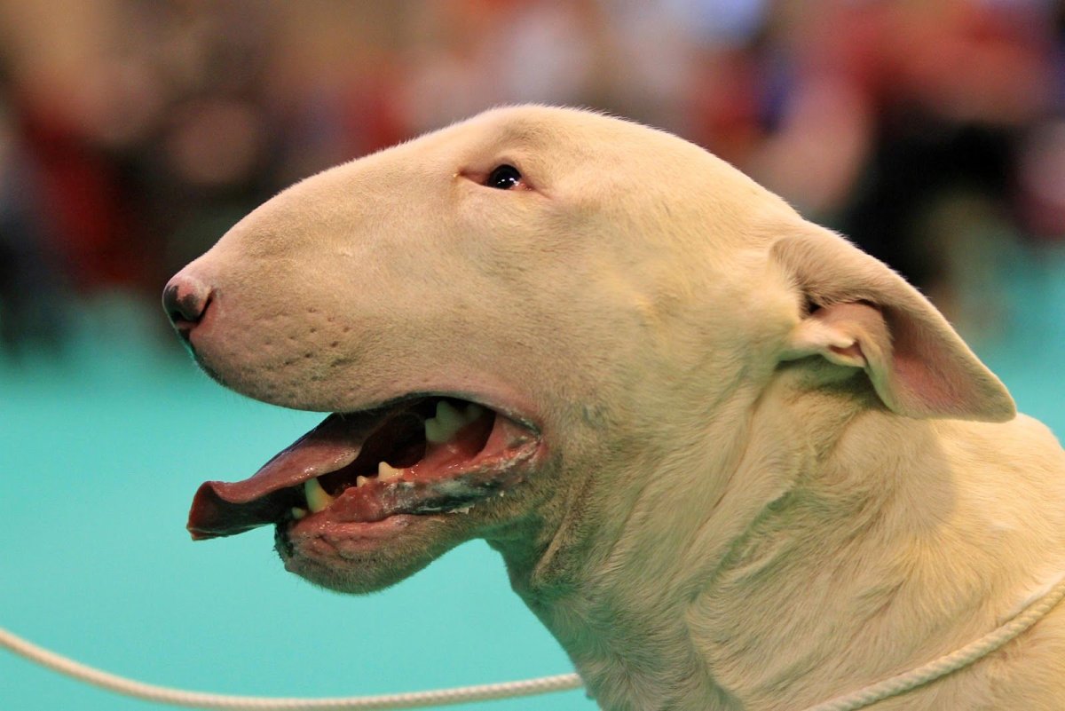 Даниэль дог