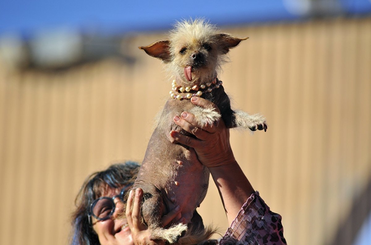 Чихуахуа хохлатая