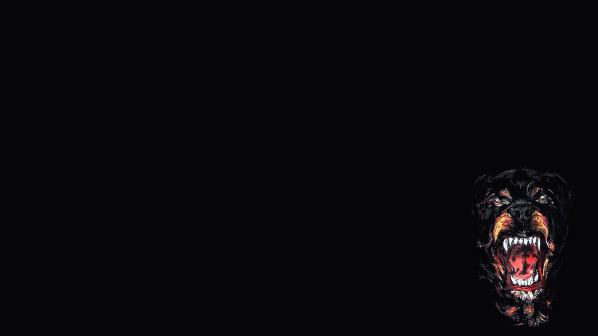 Чихуахуа Хуа злая