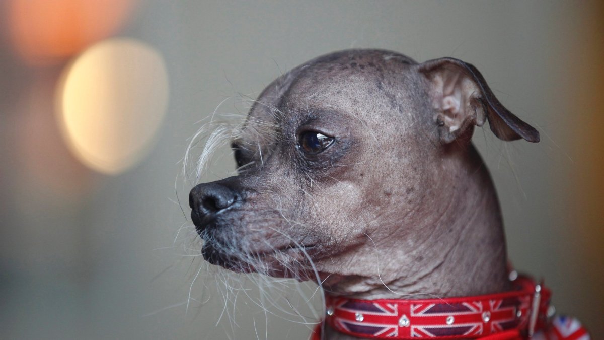 Страшно смешная собака