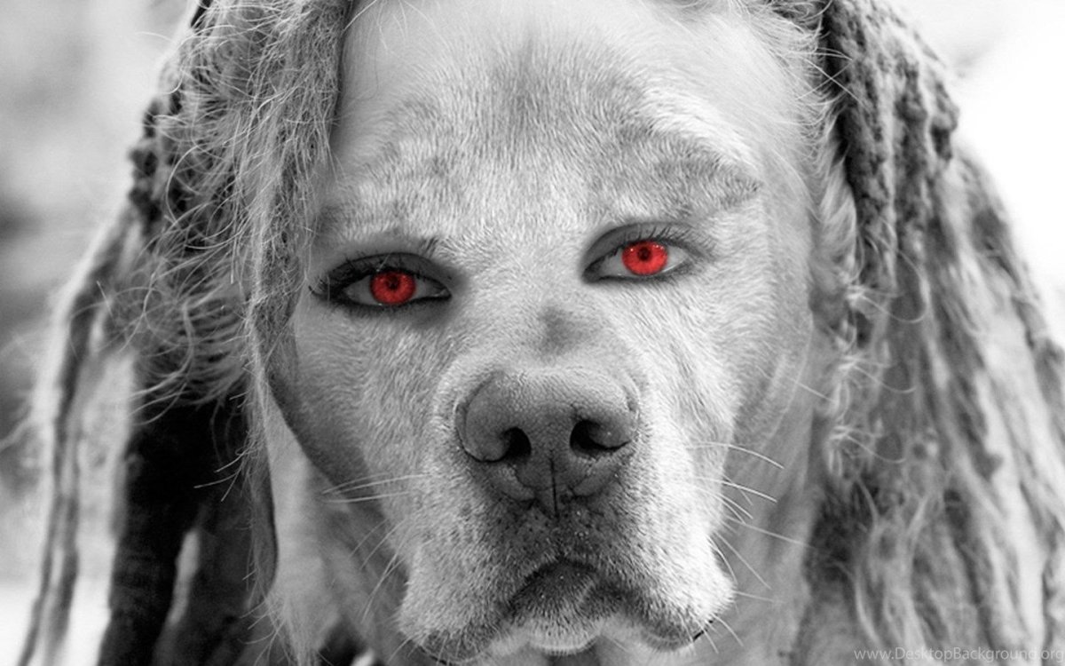 Голландская овчарка Квазимодо псина