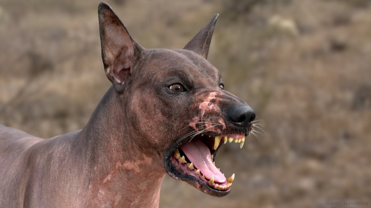 Китайская хохлатая Сэм