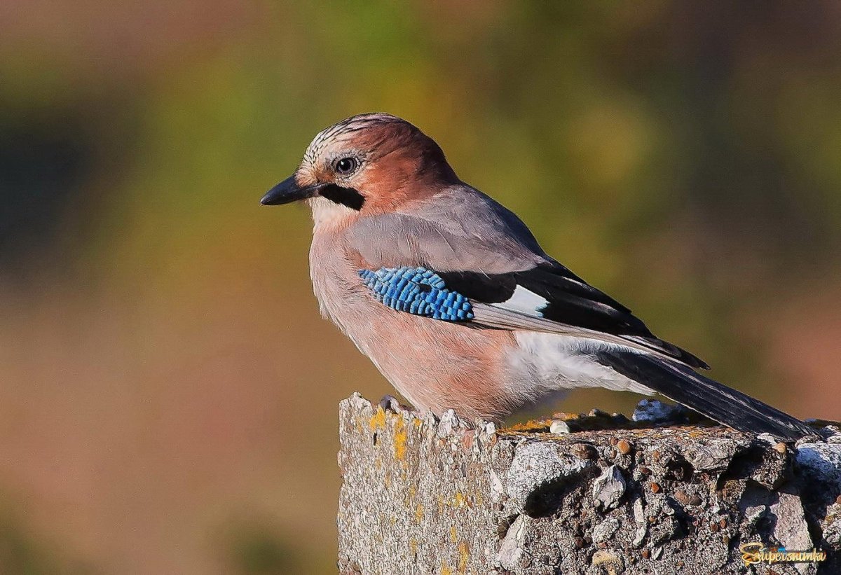 Птица Сойка в Удмуртии