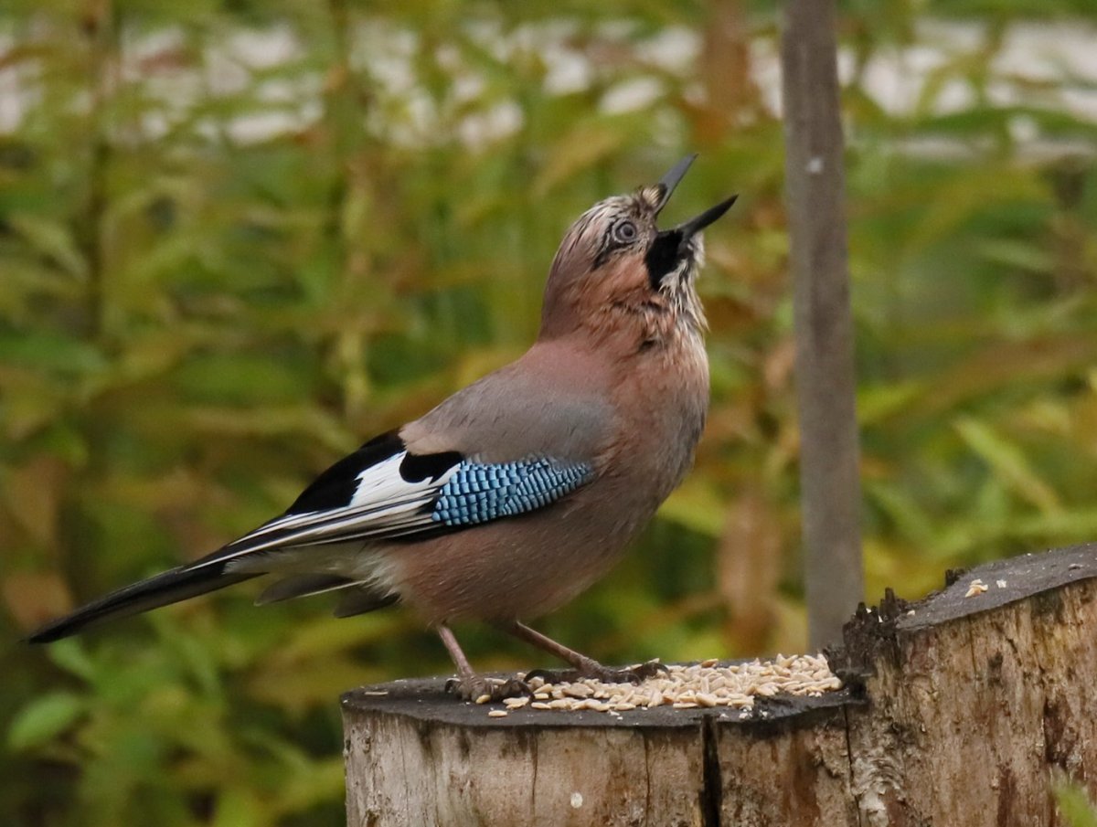 Птица Сойка Крымская