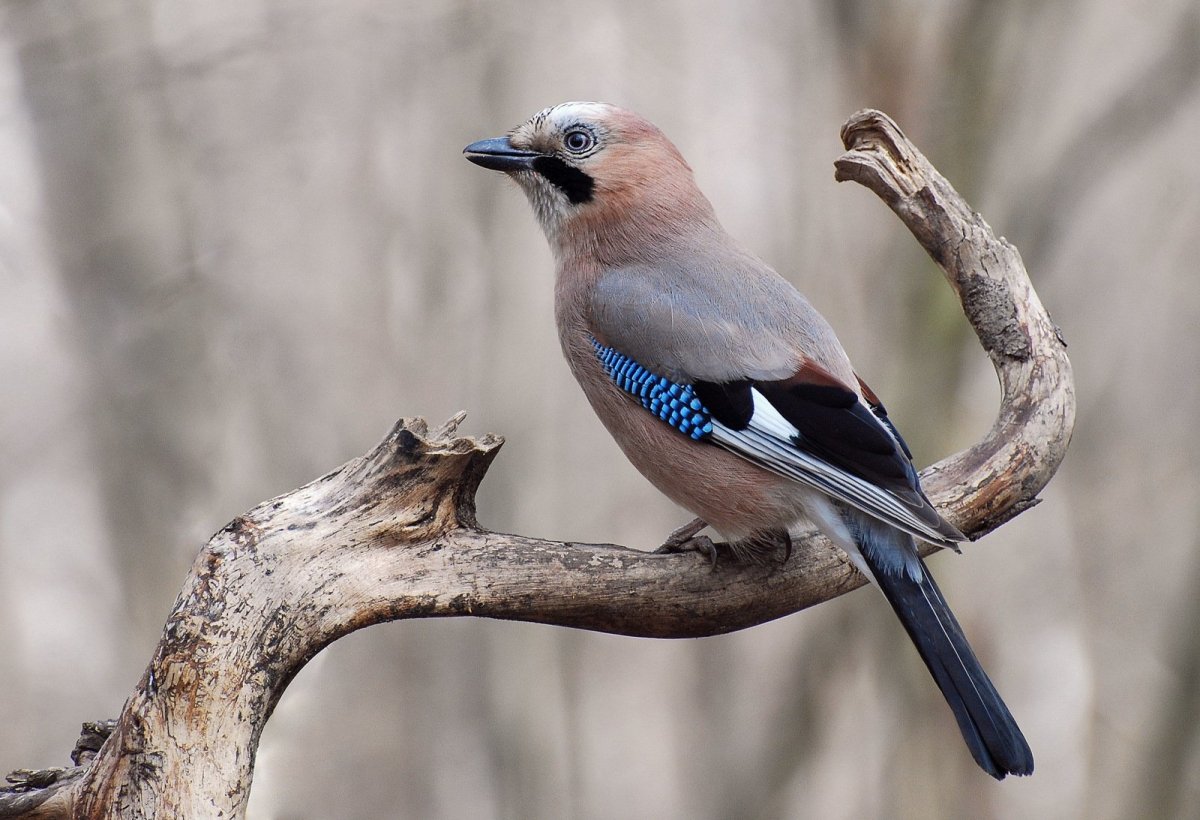 Сойка обыкновенная