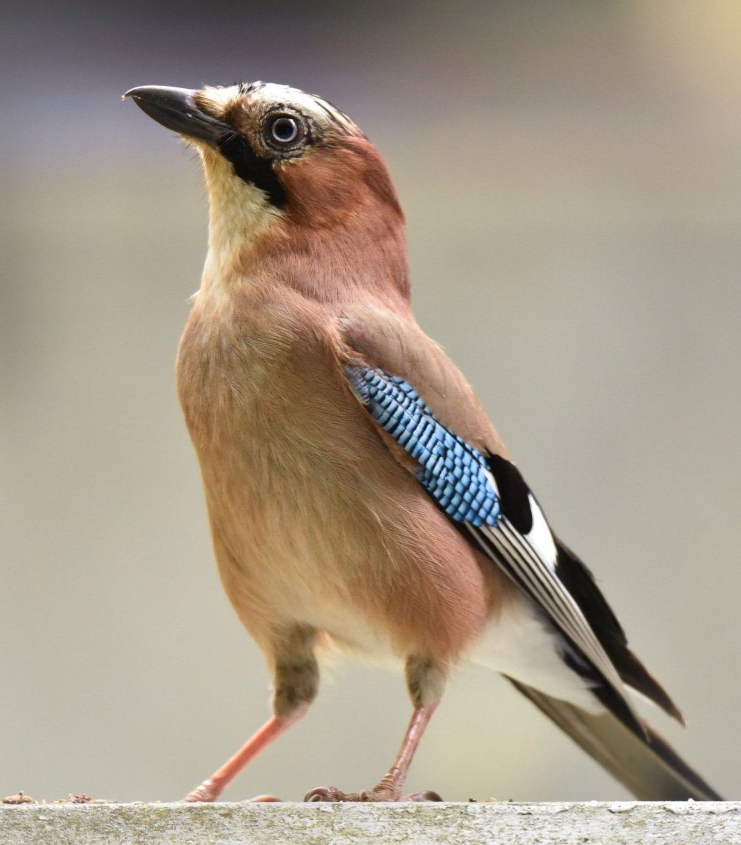 Сойка птица