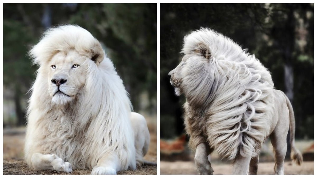 С добрым утром Лев