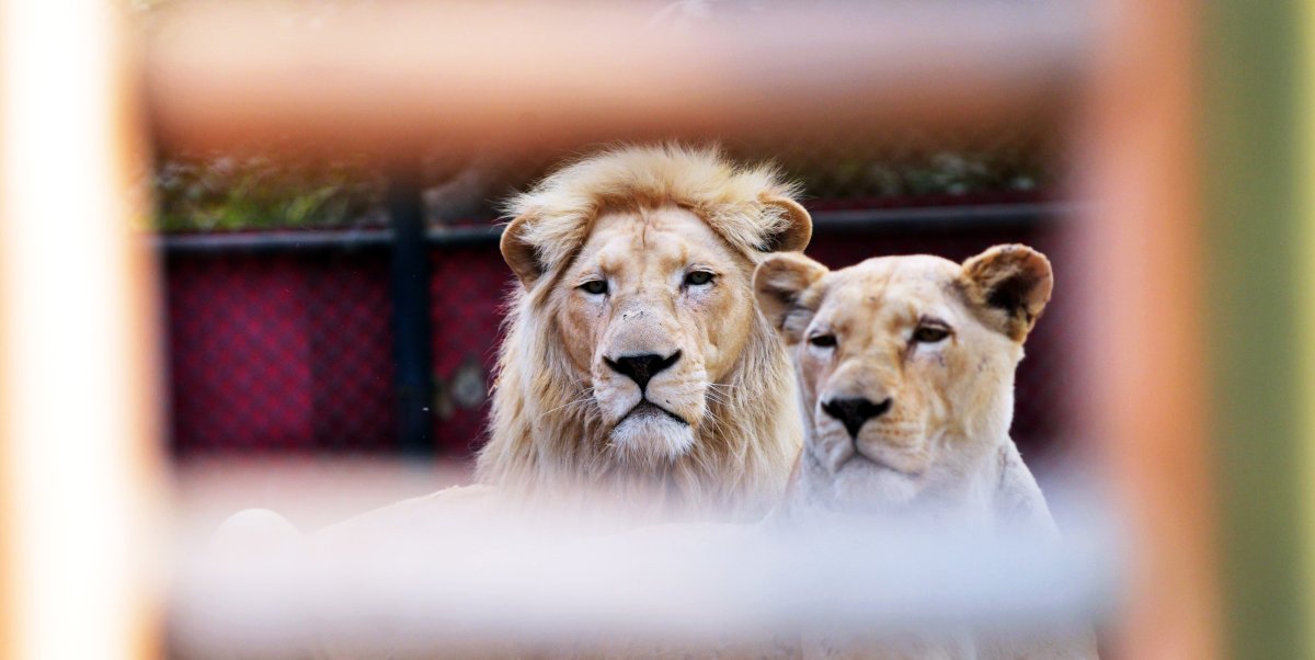 Лев в зоопарке. Львы в зоопарке Барселоны. 4 Льва. Львы в Японии зоопарк. Воспитана львом
