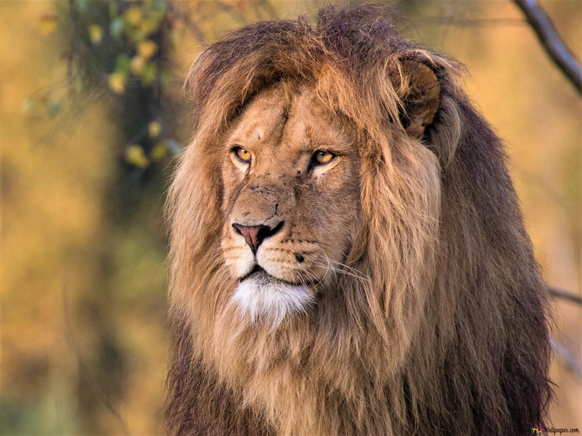 Добродушные животные