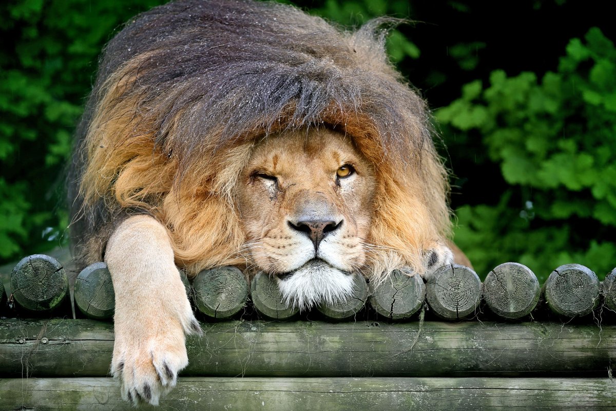 Лев фото