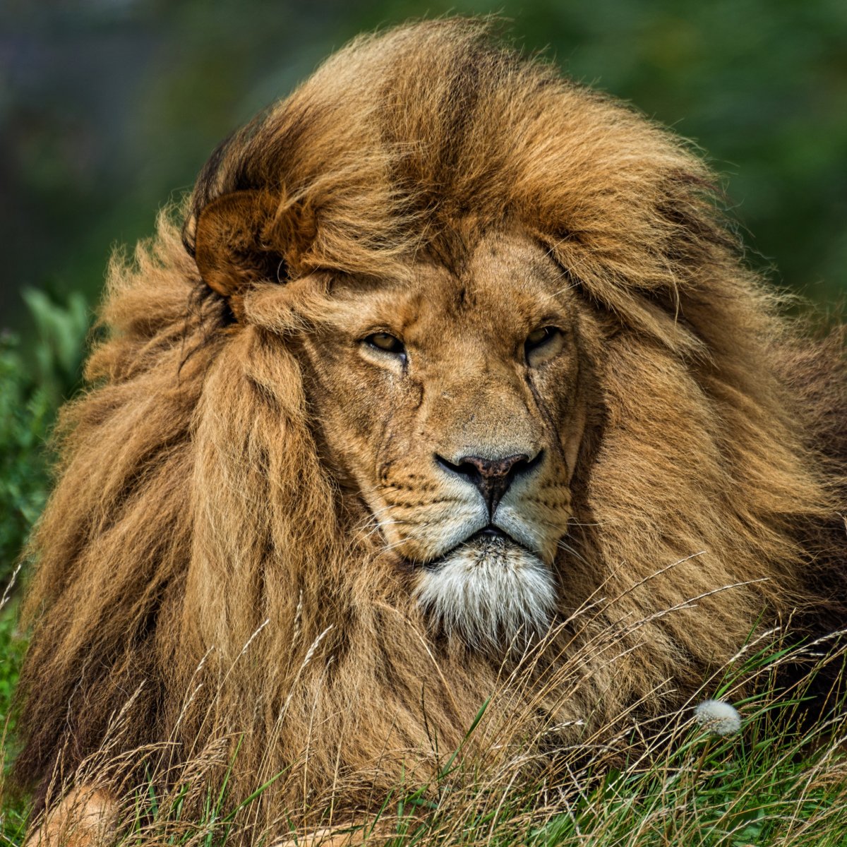 Львица оскал