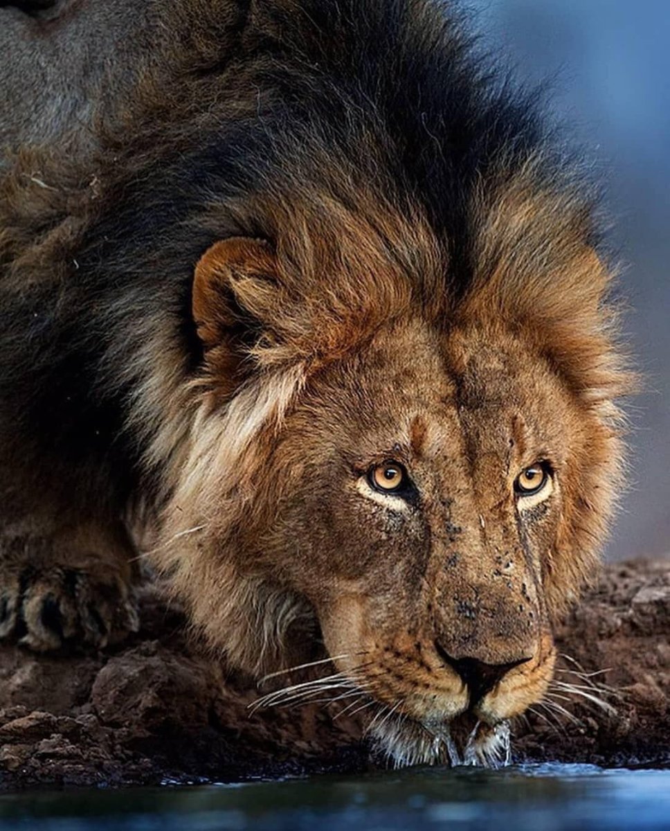 Кевин Ричардсон зоолог