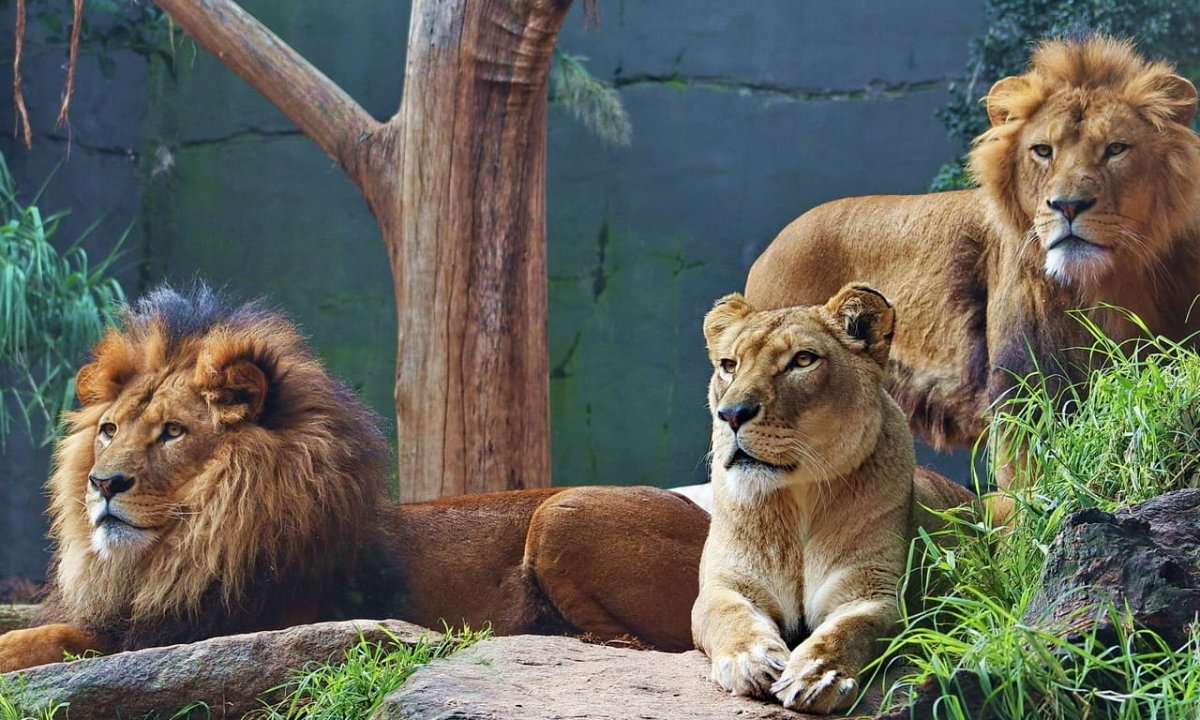 Лев на красивом фоне