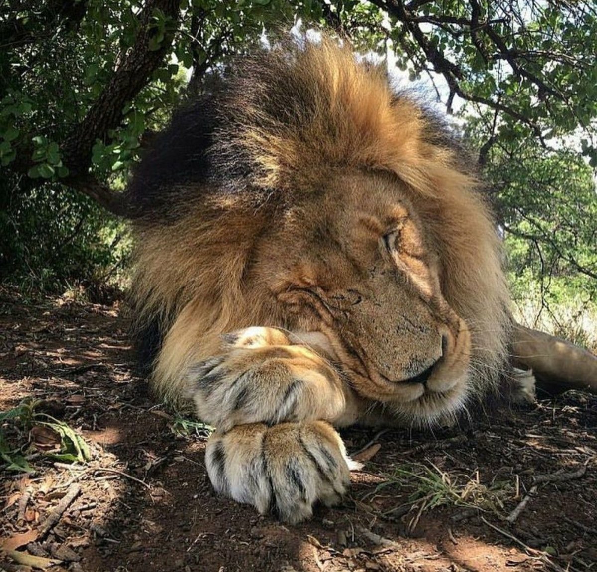 Лев рычит злой