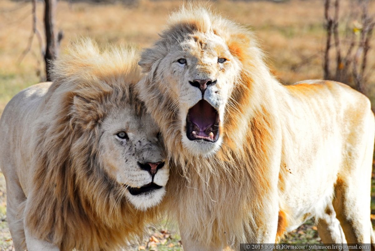 Львица с гривой