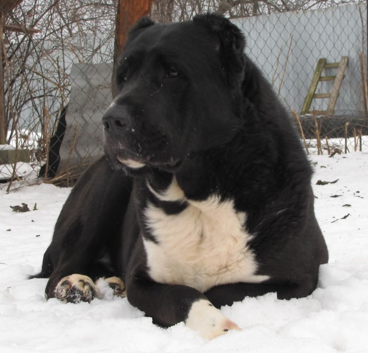 Среднеазиатская овчарка черная