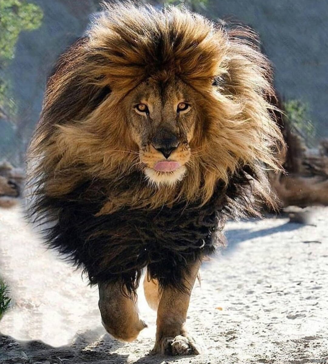 Лев фото