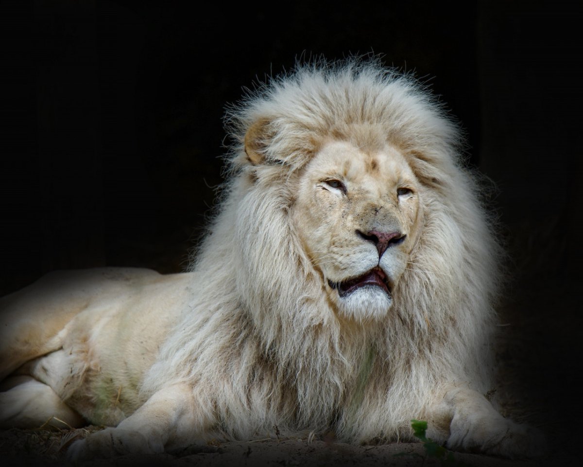 Кевин Ричардсон зоолог