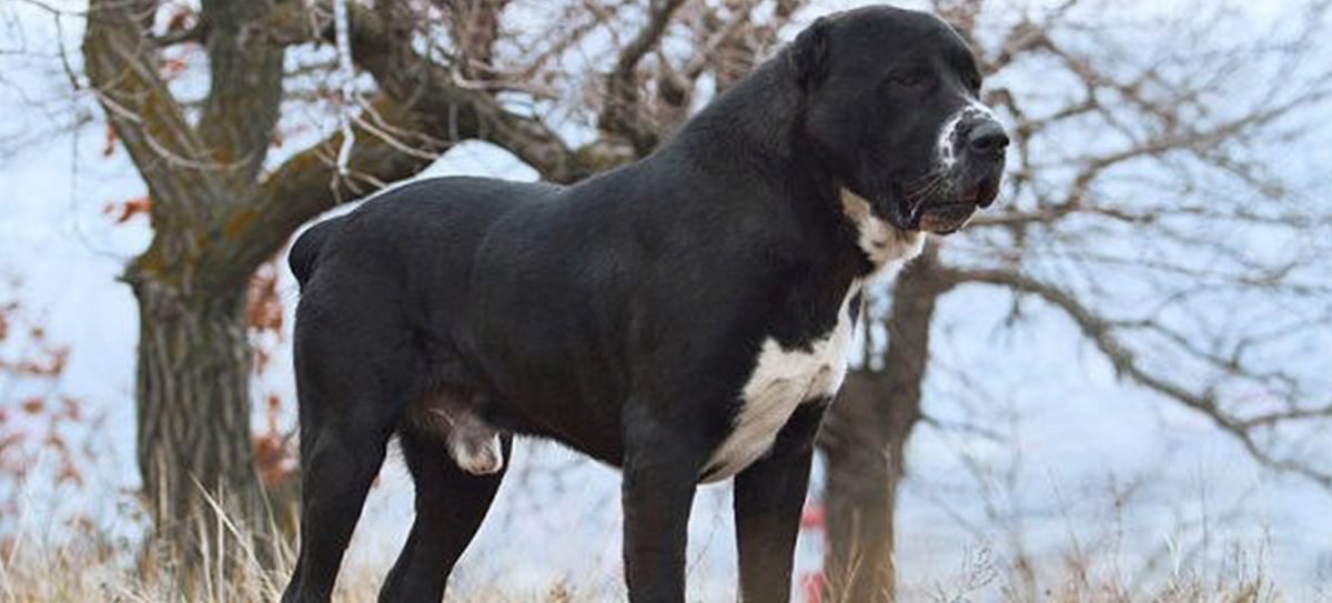 Армянский алабай Гампр