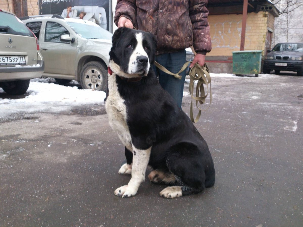 Собаки компаньоны крупных пород алабай