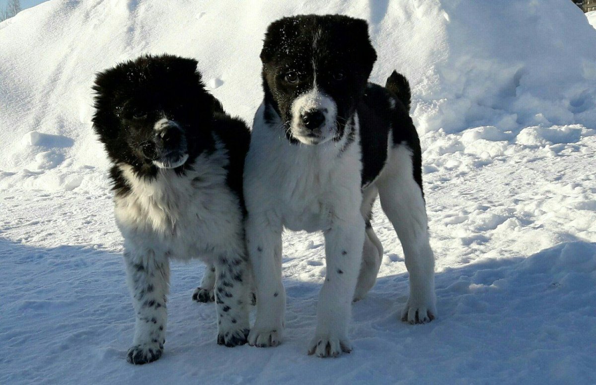 Среднеазиатская овчарка алабай