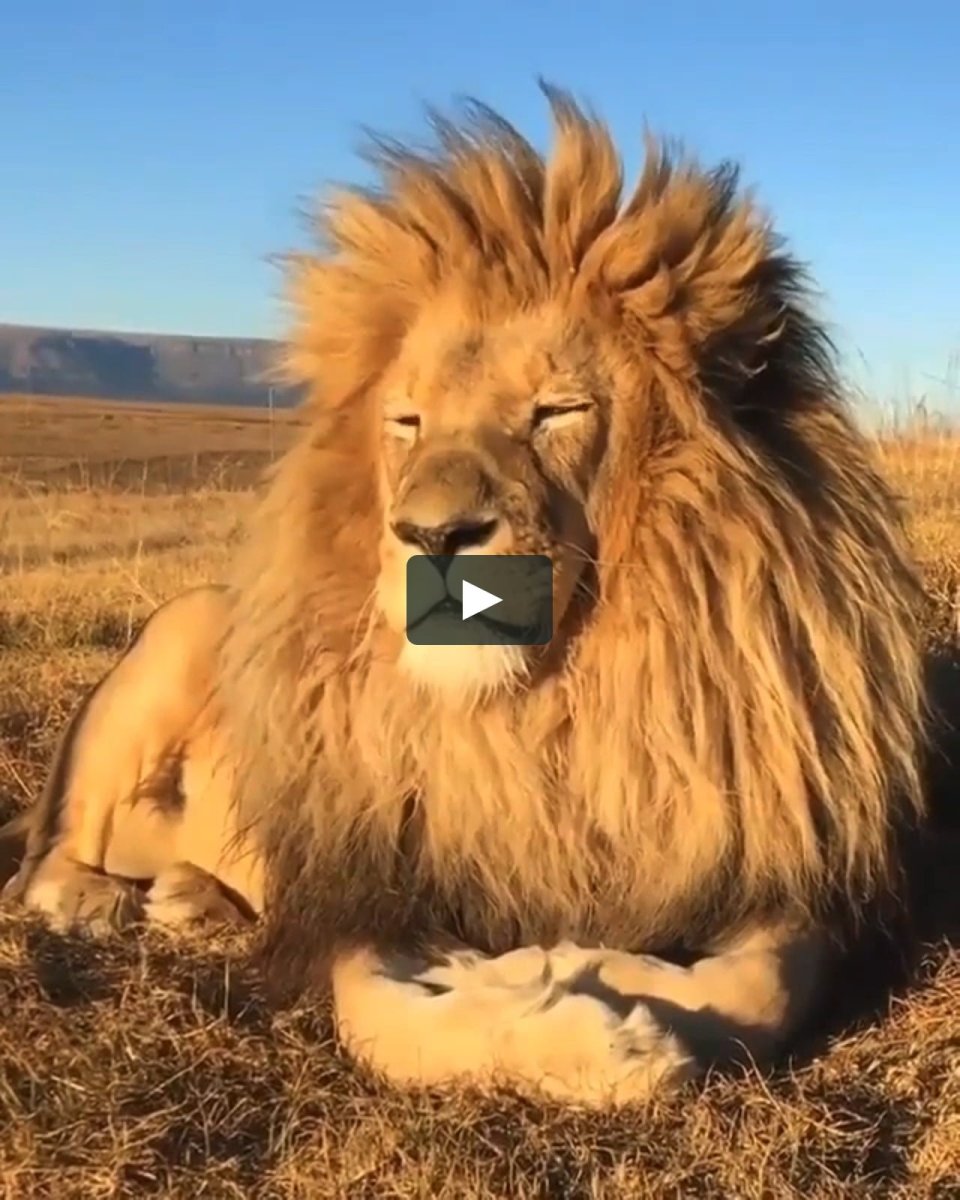 Тайган сафари парк Львов