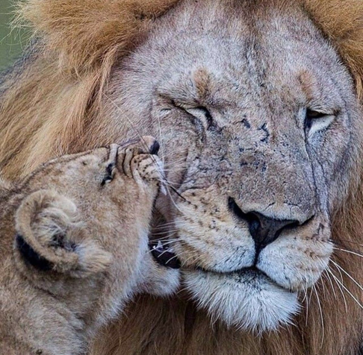 Самый красивый Лев