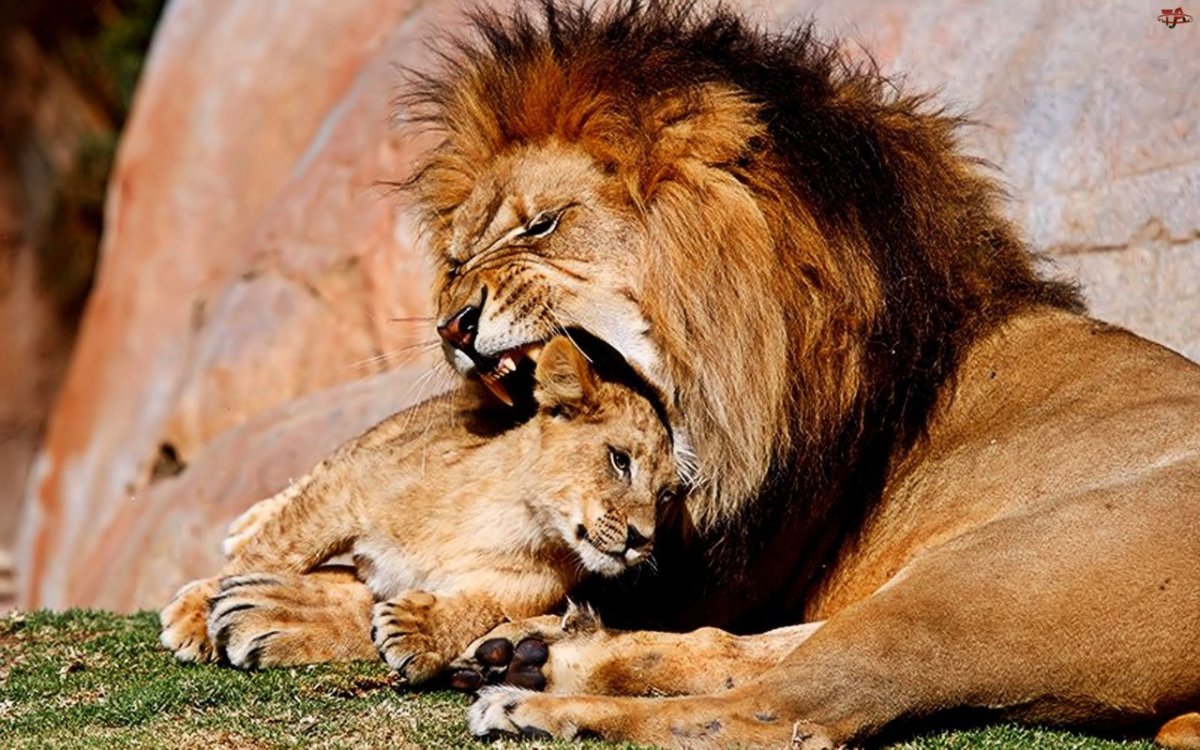 Лев лежит на горе