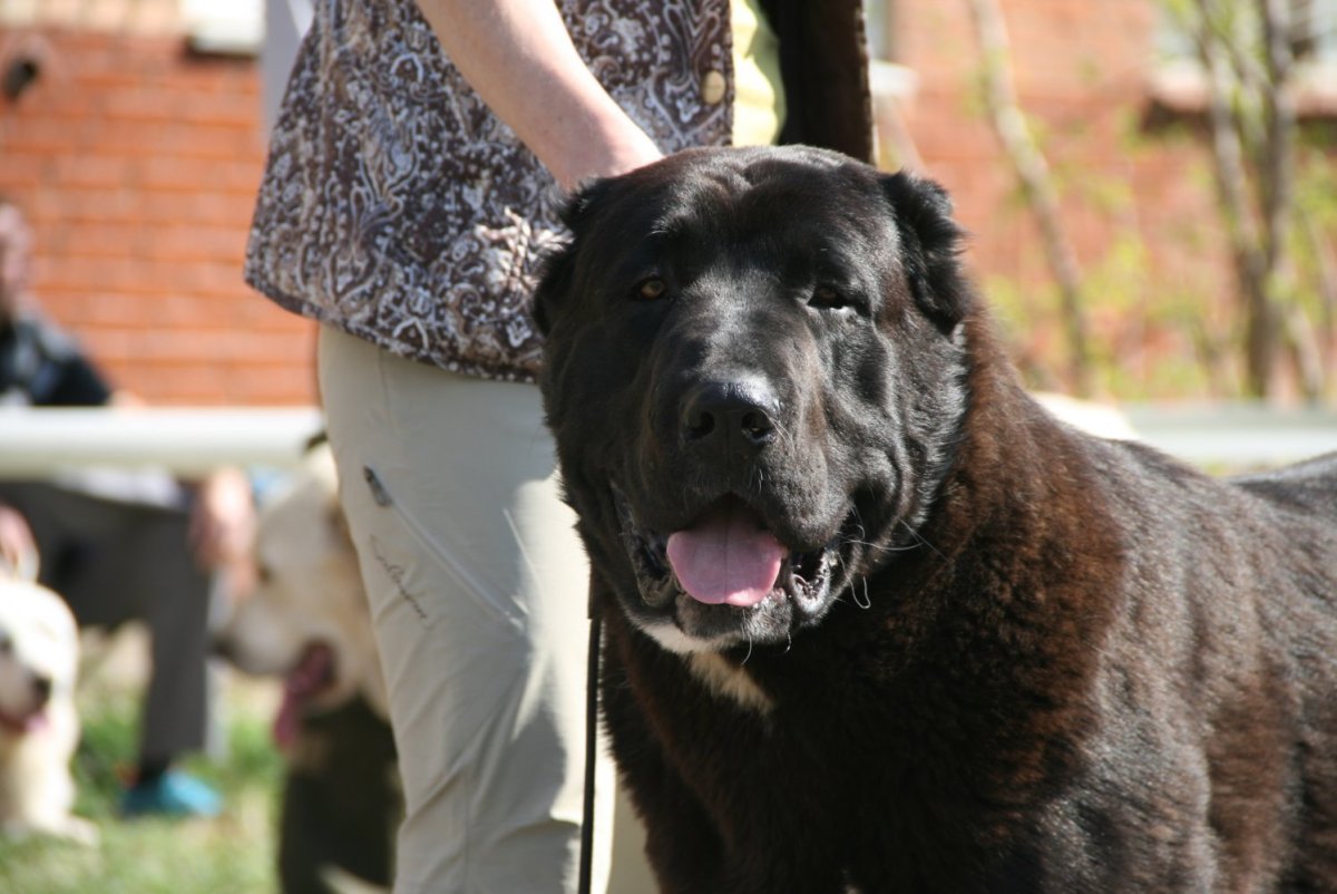 Азиатские собаки породы Чабан