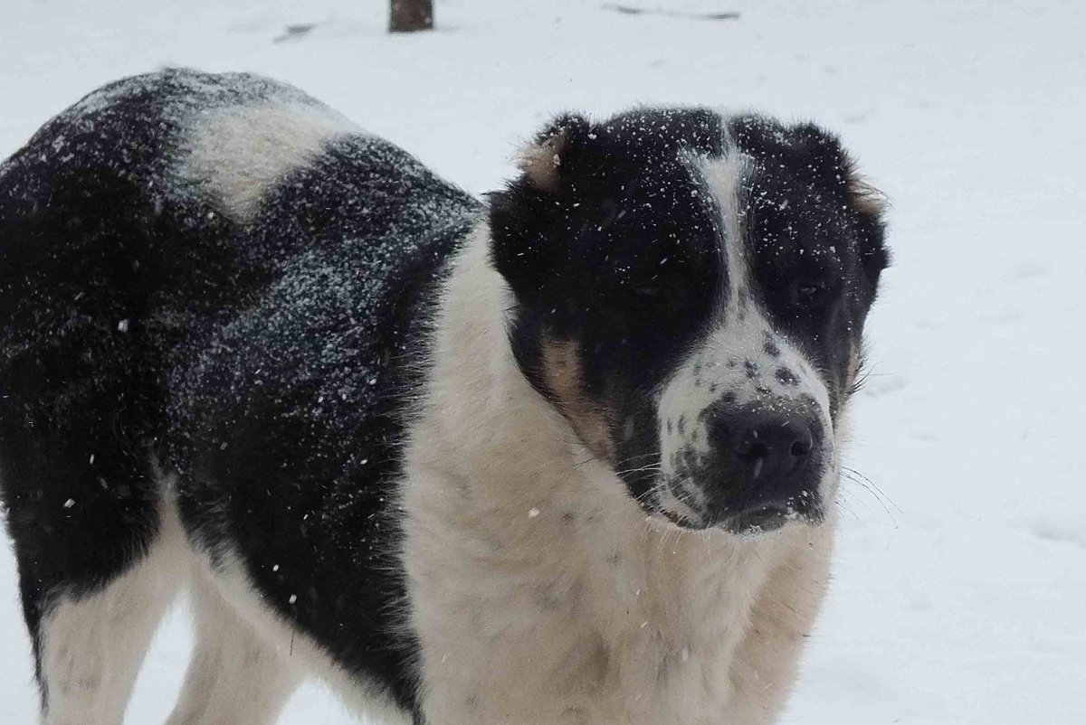 Собака алабай черный