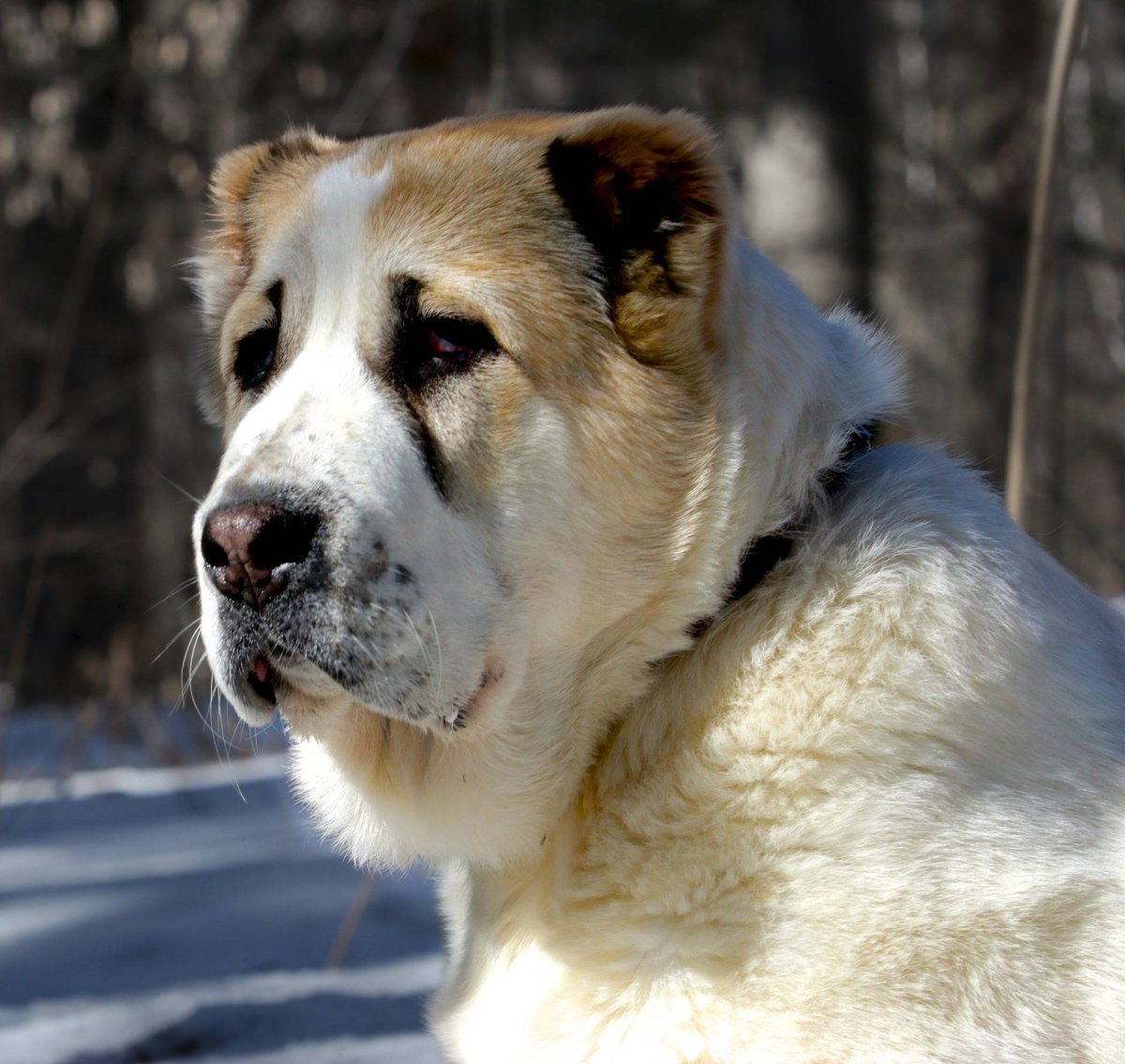 Среднеазиатская овчарка алабай черно белая