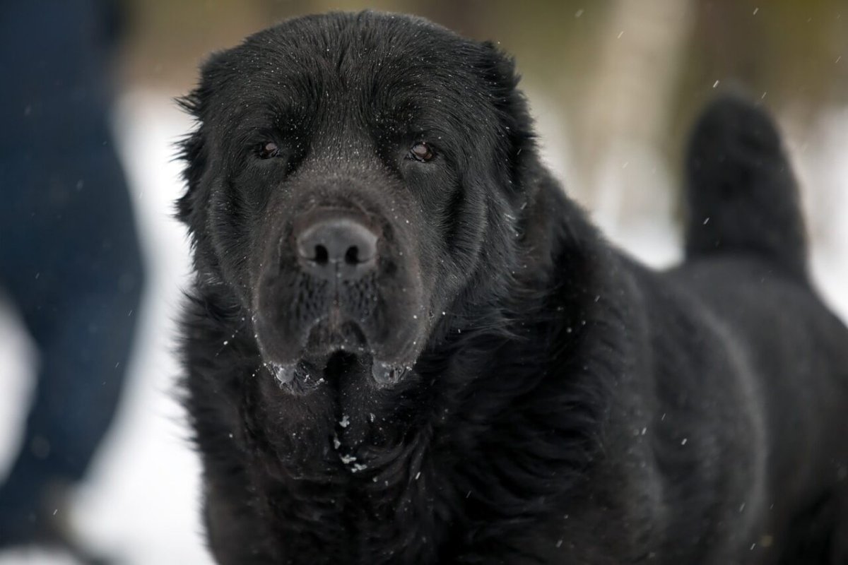 Турецкий волкодав кангал
