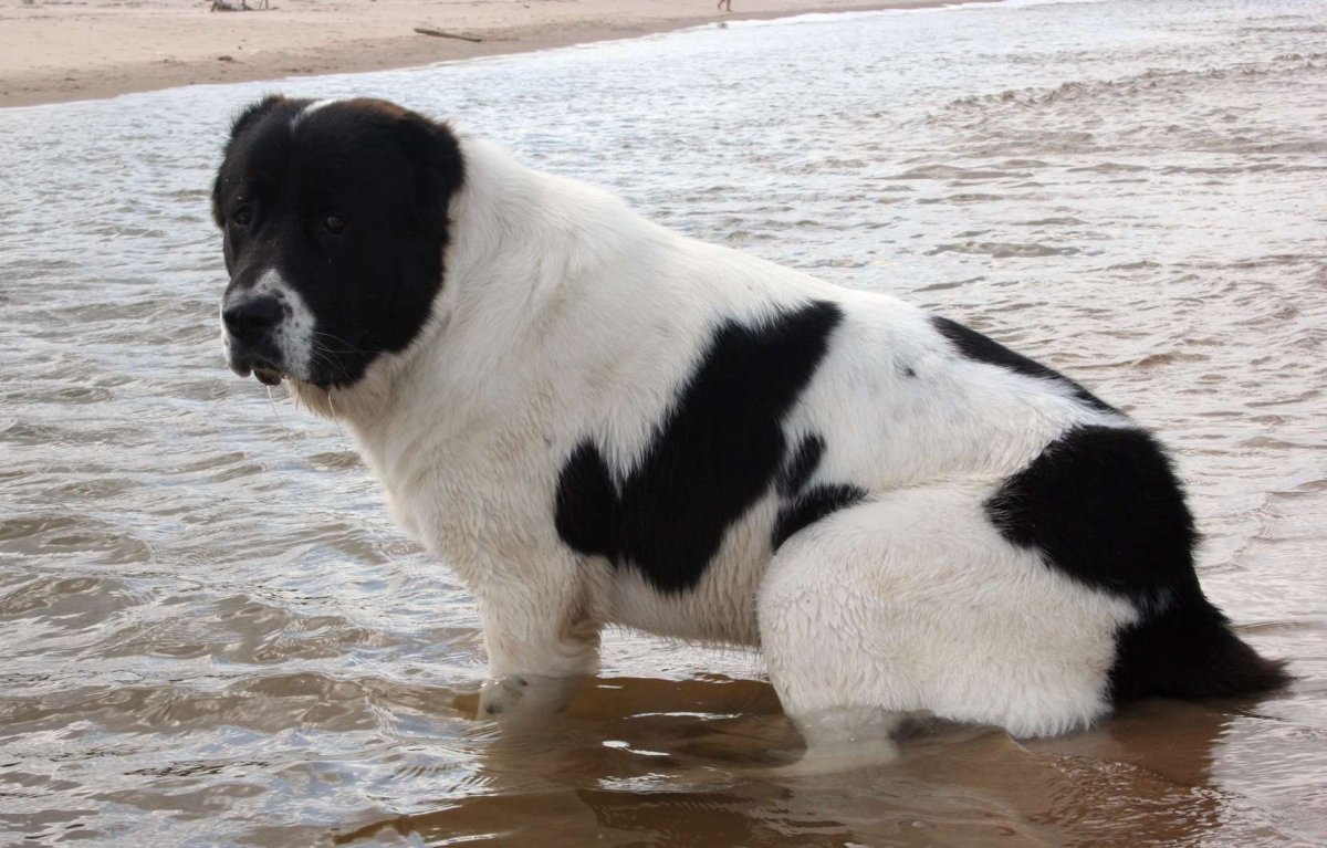 Алабай туркменский волкодав
