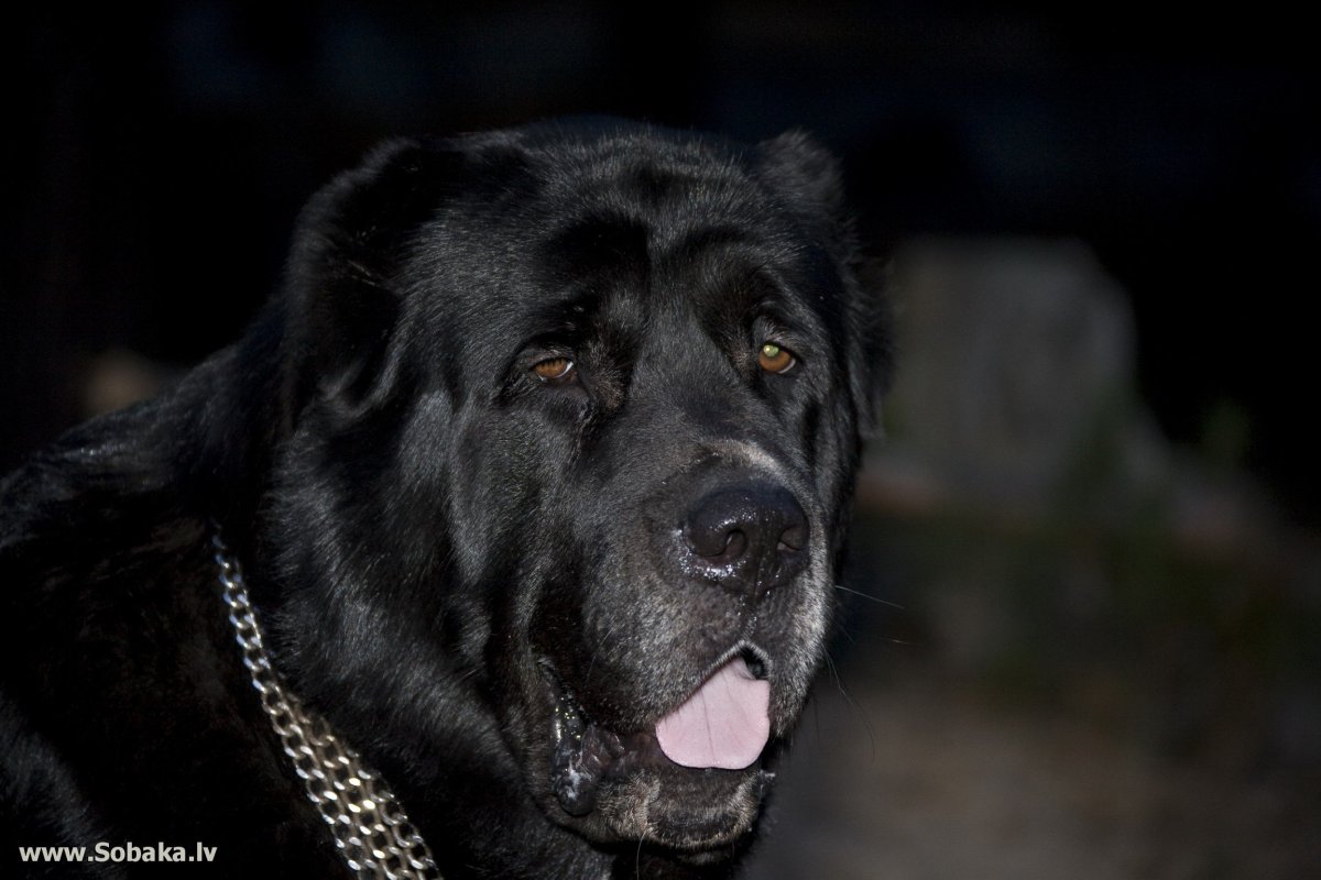 Среднеазиатская овчарка Акита