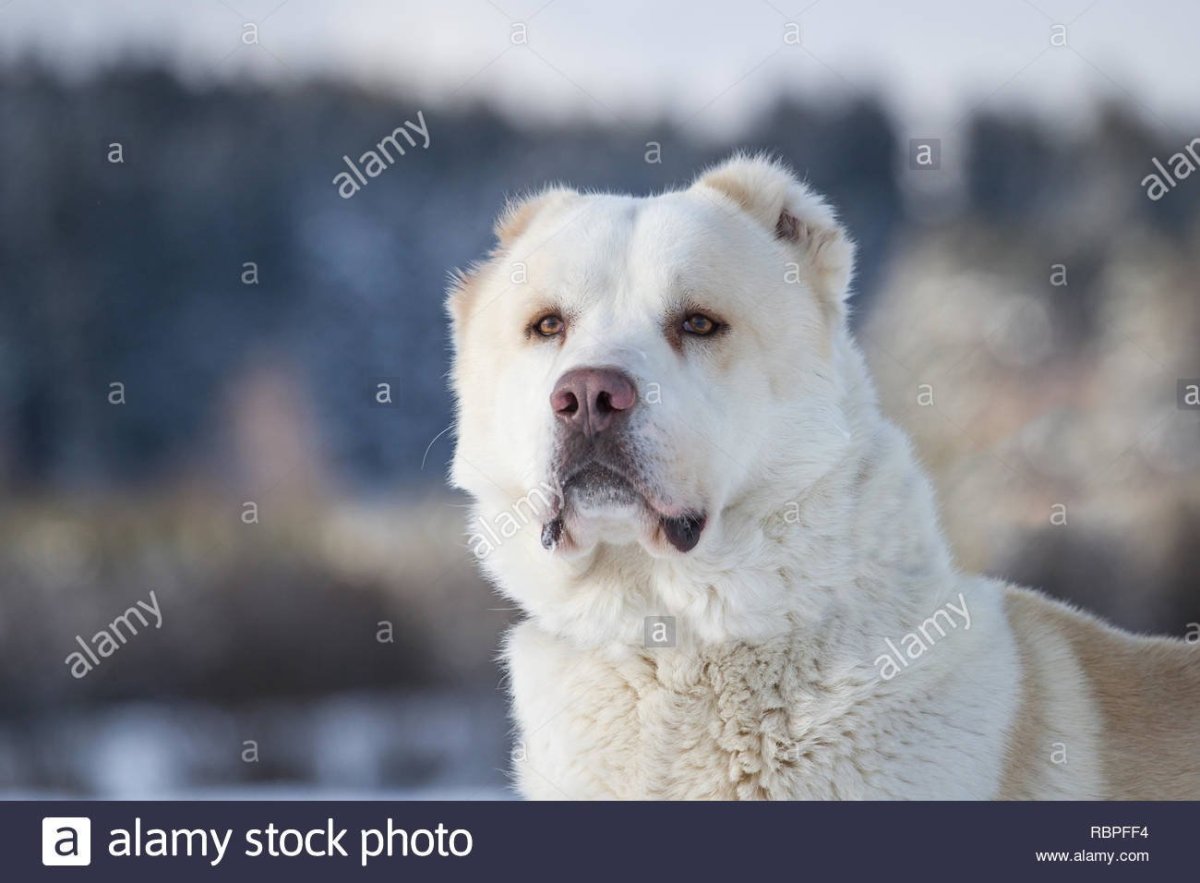Порода собаки алабай черный