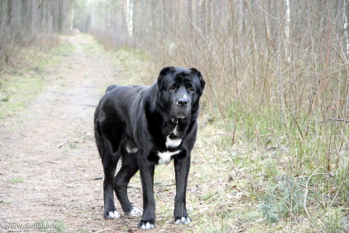 Среднеазиатская овчарка алабай черный