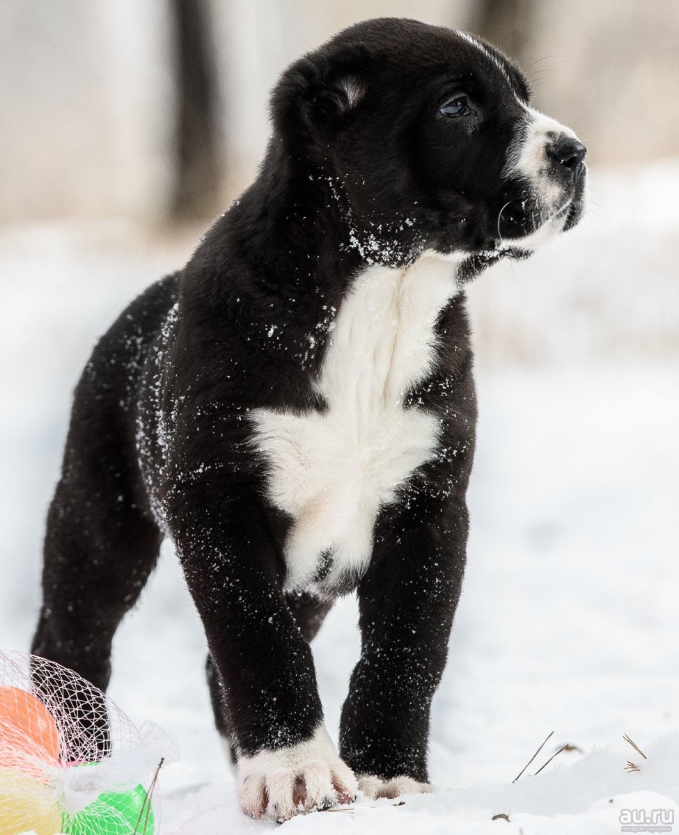Среднеазиатская овчарка алабай злая